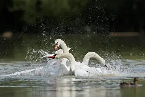 Olor: Mute Swans (Cygnus olor)
