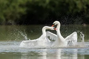 Olor: Mute Swans (Cygnus olor)