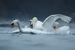 Competitions: Three Mute swans (Cygnus olor) fighting on water