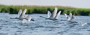 Follow: Mute swans (Cygnus olor) in flight, Danube Delta