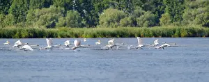 Follow: Mute swans (Cygnus olor) in flight, Danube Delta