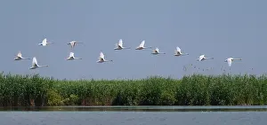 Follow: Mute swans (Cygnus olor) in flight, Danube Delta