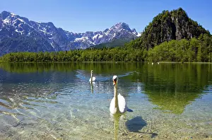 Styria: Mute swans (Cygnus olor) at the lake, Almsee, Granau