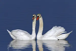 Showing: Mute swans (Cygnus olor) showing courtship display