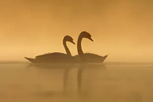 Palmiped: Mute Swans (Cygnus olor) silhouette in the day against