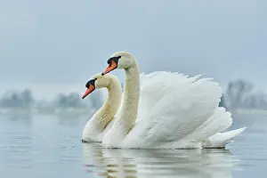 Donau: Two mute swans (Cygnus olor) swimming, Donau river