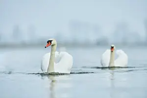 Donau: Two Mute swans (Cygnus olor), swimming, Donau river