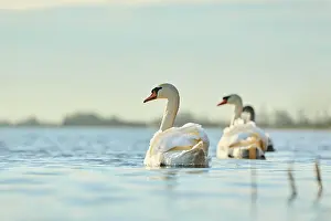 Donau: Mute swans (Cygnus olor) swimming on donau river