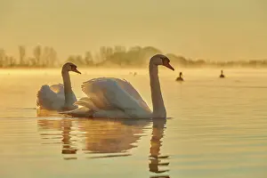 Donau: Mute swans (Cygnus olor) swimming on donau river