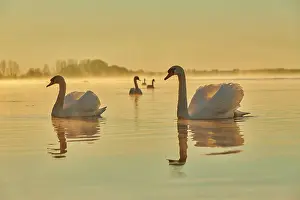 Donau: Mute swans (Cygnus olor) swimming on donau river