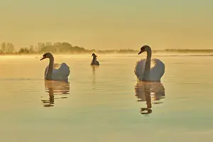 Danube: Mute swans (Cygnus olor) swimming on donau river