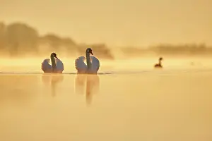 Danube: Mute swans (Cygnus olor) swimming on donau river