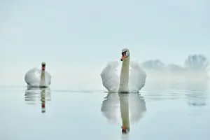 Donau: Mute swans (Cygnus olor), two, swimming, Donau river