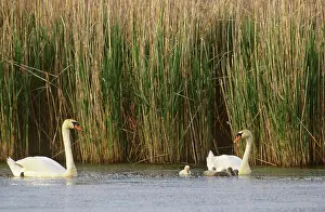 Cygnet: Mute Swans (Cygnus olor) with young