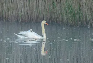 Maternal: Mute swans, Cygnus olor, with young cygnets; ear