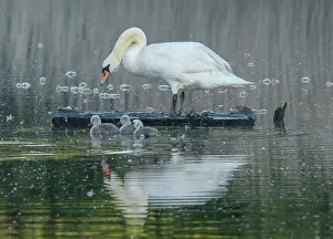 Cygnet: Mute swans, Cygnus olor, with young cygnets; ear