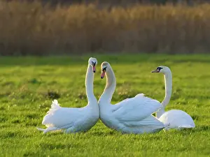 Olor: Mute Swans displaying