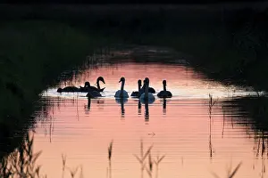 Geoff Du Feu: Mute Swans. Family group on river at sunset