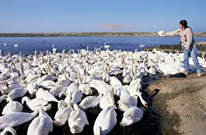 Swannery: Mute Swans - being fed at Swannery