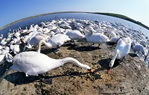 Lense: Mute Swans feeding - fish-eye lense