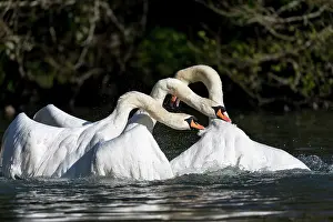 Spray: Mute Swans - Fighting Pre Mating - UK