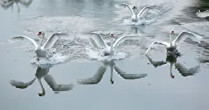Escape: Mute Swans - in flight landing
