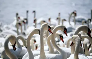David C Dixon: MUTE SWANS - flock