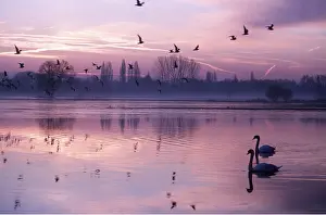 Sympathy: MUTE SWANS - on lake at sunset