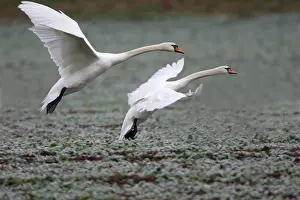 Kale: Mute Swans - Landing on frozen kale crop in winter