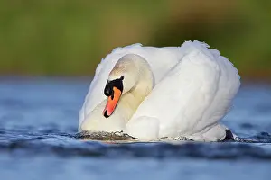 Creating: Mute Swans - male bird in a slide powering through