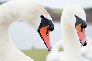 Cobbs: Mute Swans - males