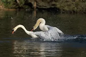 Spray: Mute Swans - Mating - UK
