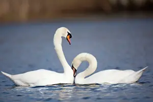 Cobbs: Mute Swans - pair