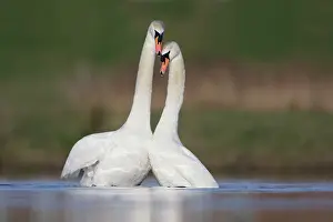 Cobbs: Mute Swans - pair after copulation - showing typical