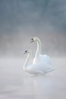 Cobbs: Mute Swans - Pair in courtship behaviour - Back-lit