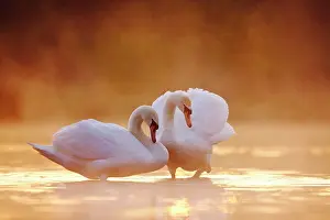 Cobbs: Mute Swans - Pair in courtship behaviour - Back-lit