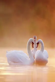 Cobbs: Mute Swans - Pair in courtship behaviour - Back-lit