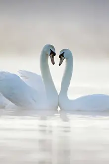 Tranquillity: Mute Swans - Pair in courtship behaviour - Back-lit