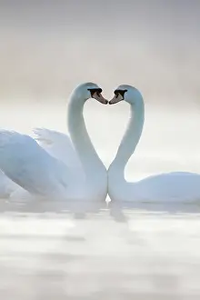 Creating: Mute Swans - Pair in courtship behaviour, necks