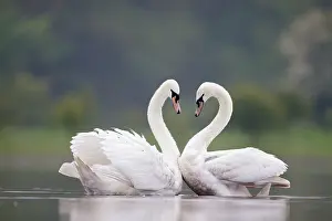Cobbs: Mute Swans - Pair displaying courtship behaviour