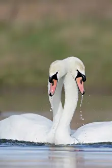 Wrap: Mute Swans - Pre-copulation display - Showing typical