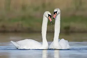 Greet: Mute Swans - pre-copulation display - showing typical