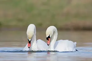 Cobbs: Mute Swans - pre-copulation display - showing typical