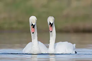 Cobbs: Mute Swans - pre-copulation display - showing typical