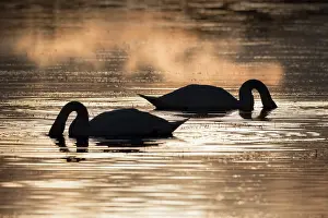 Norfolk: Mute swans at sunset Norfolk UK