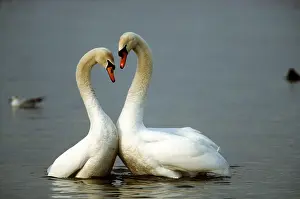 Dancing: MUTE SWANS - two, courting. Making heart shape with necks