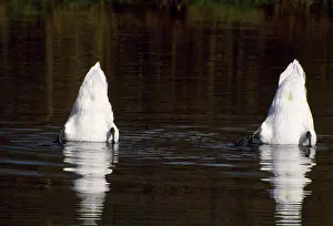 Upended: Mute SWANS - two, bottom up feeding