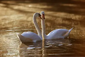 Swans: MUTE SWANS - two, on lake at sunset