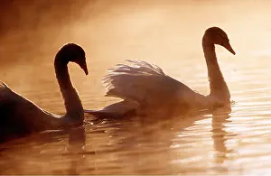 Swans: MUTE SWANS - two, on water at sunset