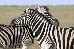 Zebra: Mutual grooming of two Burchell's zebras (Equus